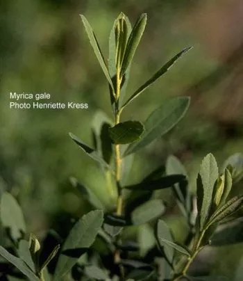 Bog-Myrtle-Clan-Campbell-Plant-151x175.jpg
